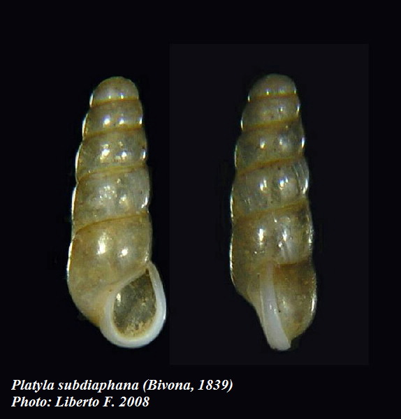 Platyla subdiaphana